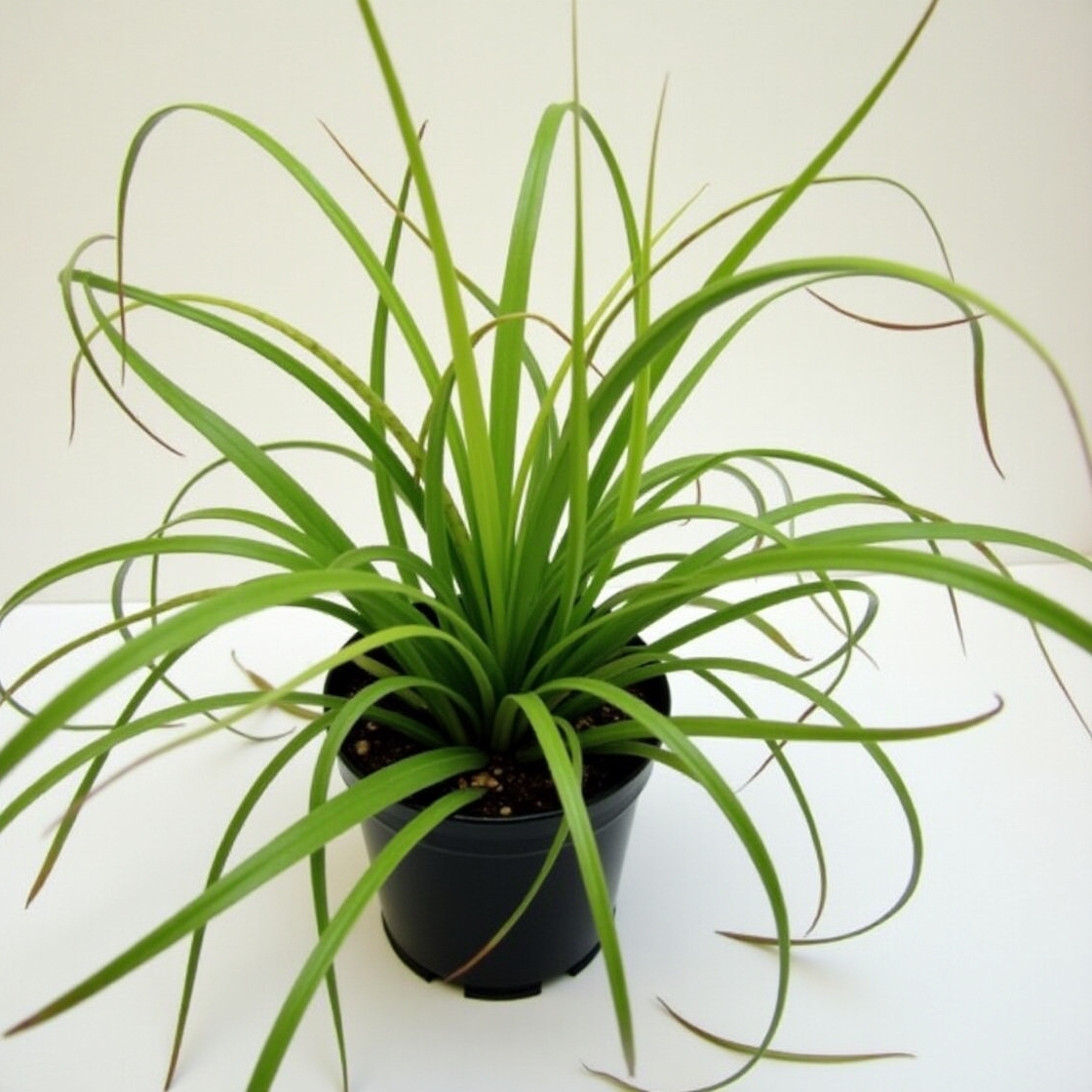 Spider Plant