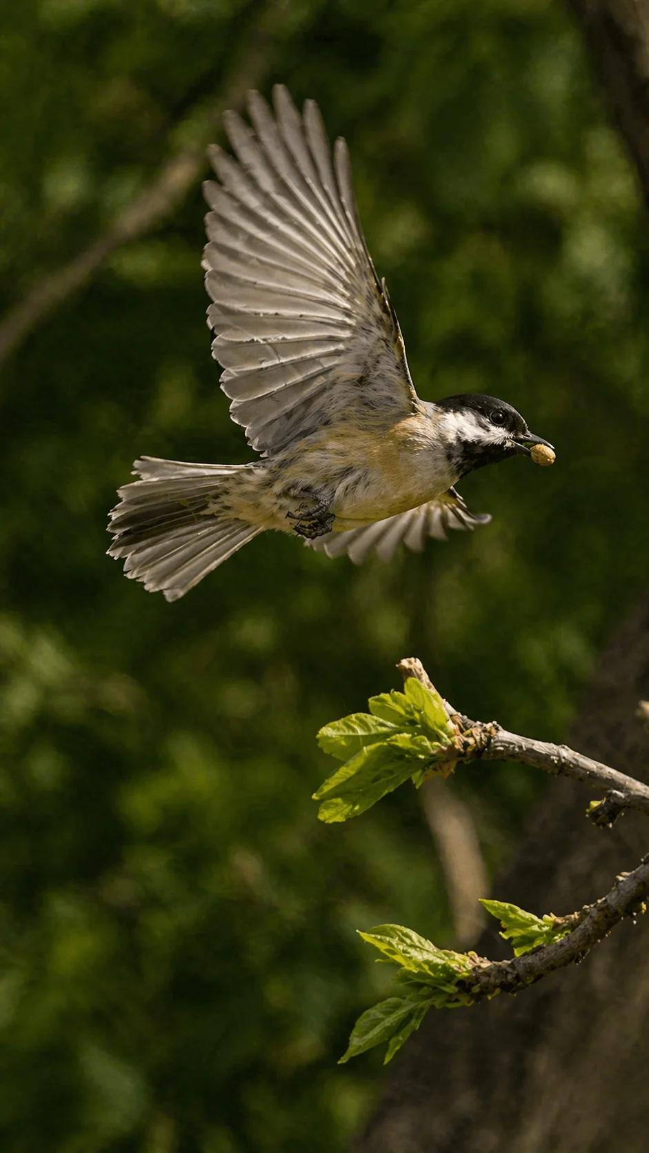 Bird in flight carrying a seed in its beak above a leafy branch in a natural green setting representing seed dispersal and wildlife activity