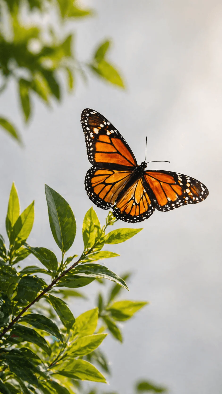 Orange and black butterfly perched on green leaves in soft sunlight against a blurred natural background representing pollination and nature