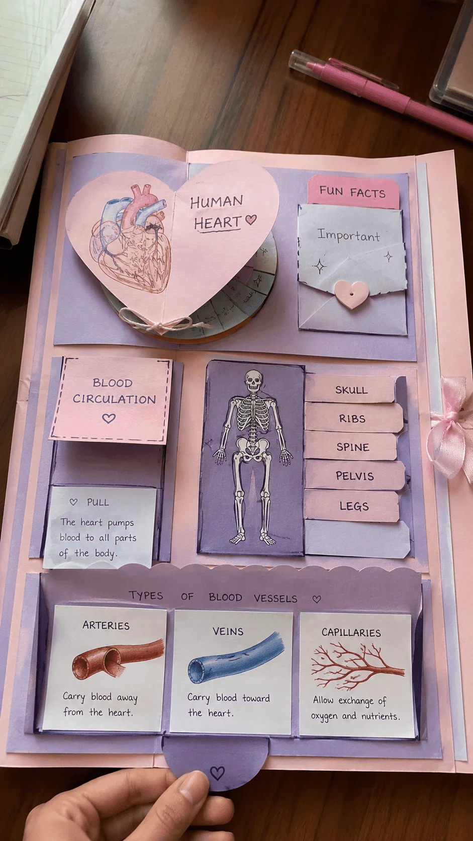 Interactive pastel themed biology flipbook project featuring human heart anatomy blood circulation skeletal system and types of blood vessels with handmade paper flaps drawings and educational labels on a wooden desk