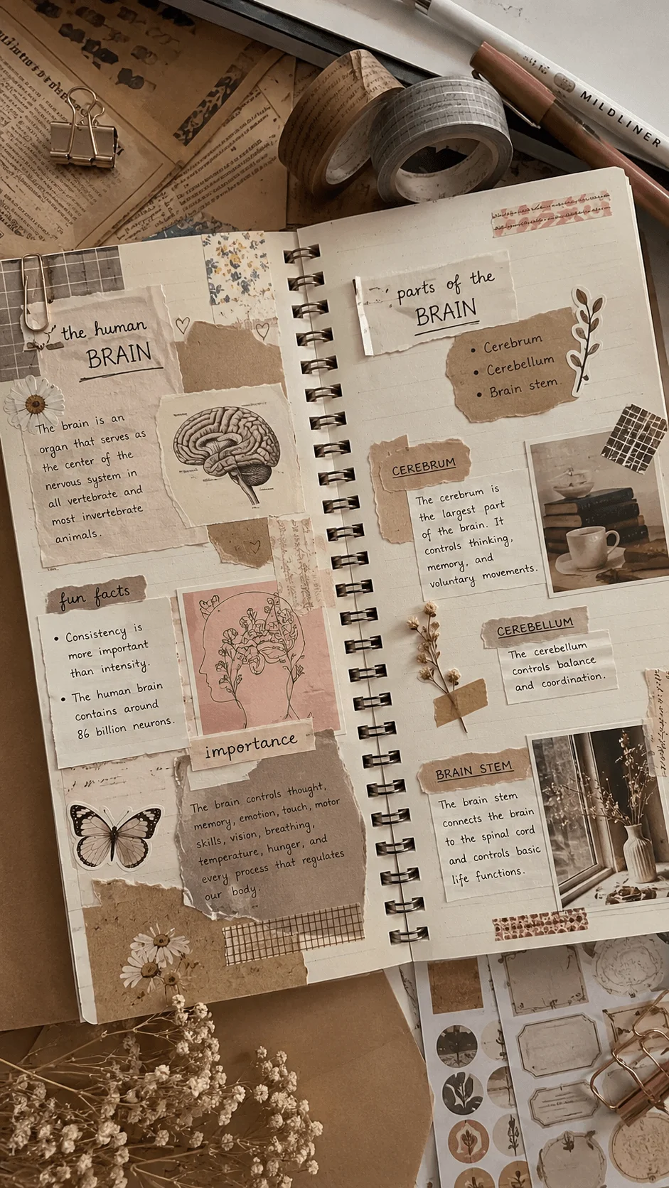 Aesthetic scrapbook style school project about the human brain featuring handwritten notes vintage paper textures botanical stickers and cozy study supplies arranged on an open notebook desk setup