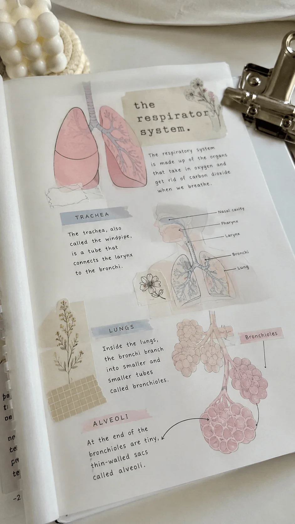 Minimal pastel themed biology project page about the respiratory system featuring labeled lung diagrams soft pink illustrations handwritten notes and delicate floral stickers arranged in a clean aesthetic binder layout with cozy desk decor in the background