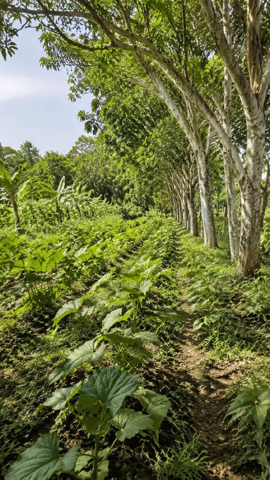 Agroforestry project showing a sustainable farming system with rows of trees growing alongside crops, creating a green ecosystem that supports biodiversity and environmental conservation