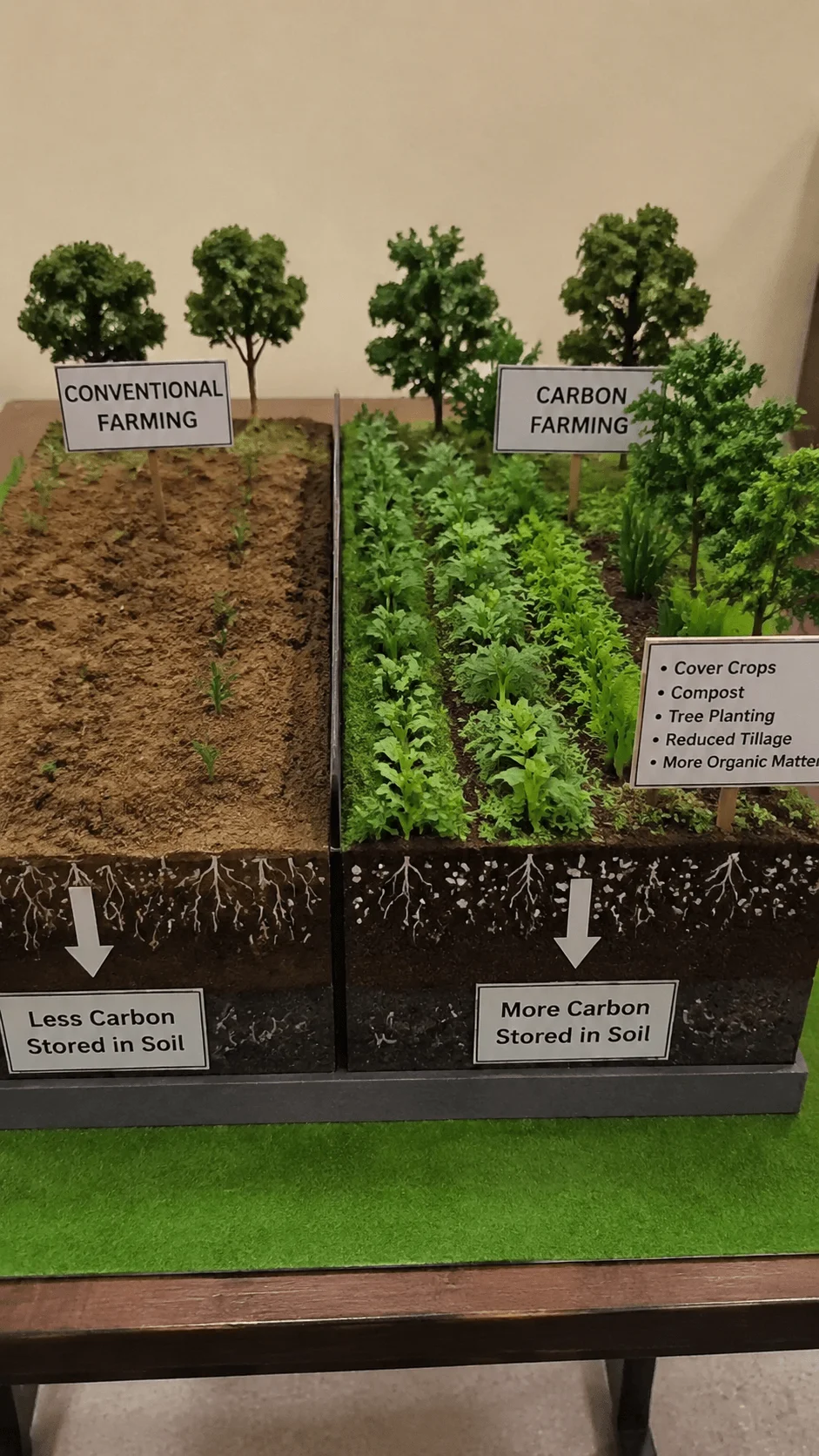 Carbon farming model comparing conventional farming and regenerative practices with cover crops tree planting compost and increased carbon storage in soil for sustainable agriculture project