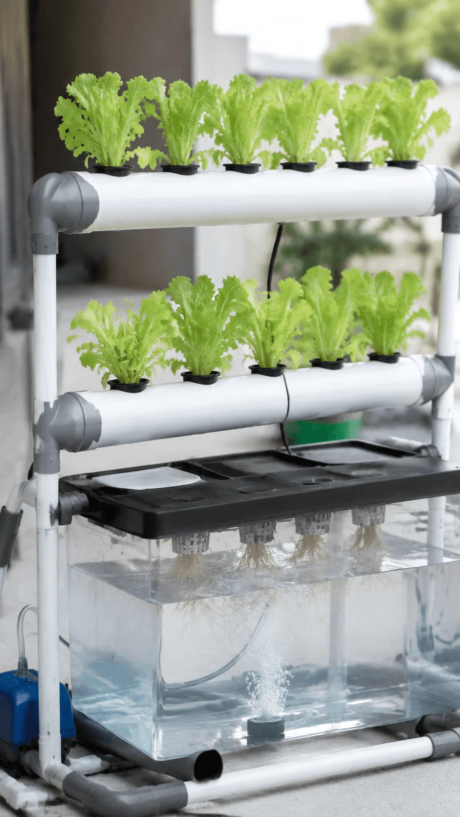 Hydroponics farming system with leafy green plants growing in nutrient water tubes and transparent reservoir showing roots for sustainable agriculture project