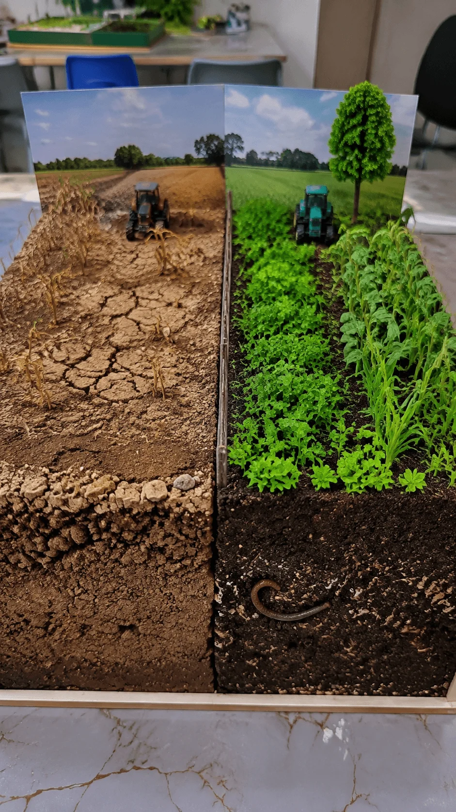 Regenerative agriculture model comparing degraded soil and healthy farmland with organic matter cover crops trees and improved soil ecosystem for sustainable farming project