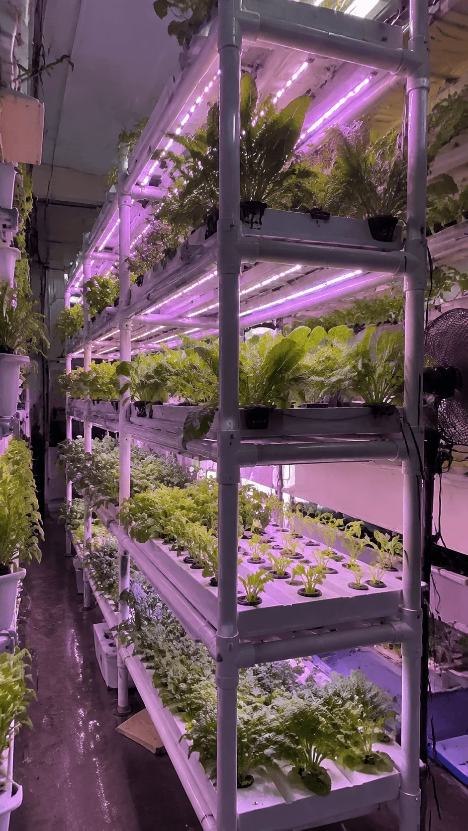 Vertical farming system with stacked hydroponic crop layers and LED lighting inside a modern indoor agriculture facility for sustainable food production
