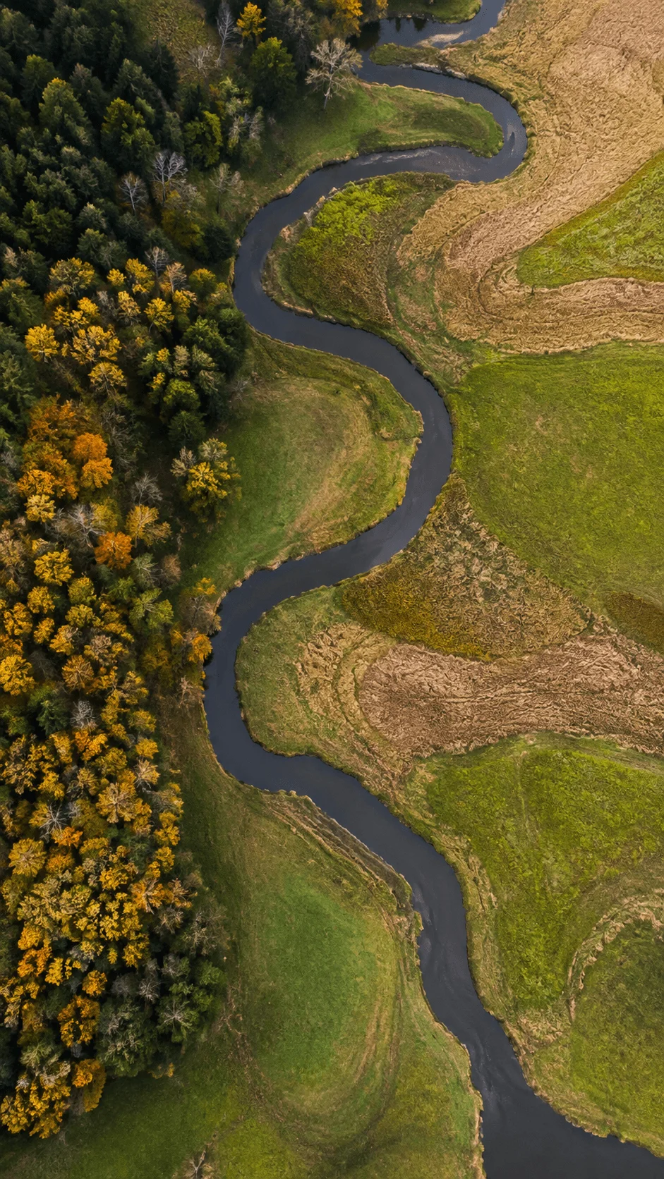 Aerial view of a winding dark river flowing through green fields and dense forest with golden autumn trees, creating a striking natural geometric pattern.