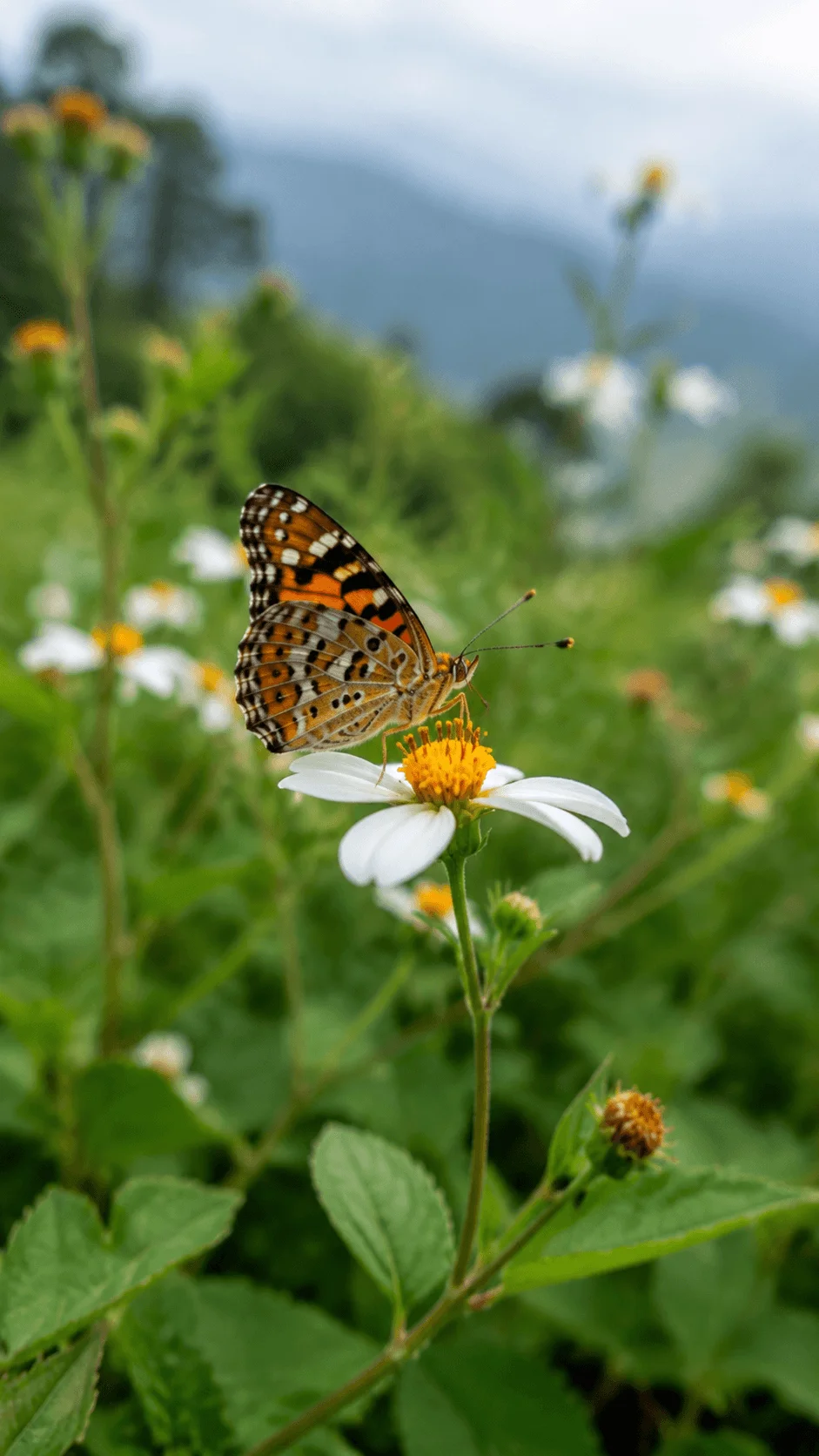 Biodiversity close up nature photography of a butterfly resting on a white wildflower with green plants and a soft mountain background