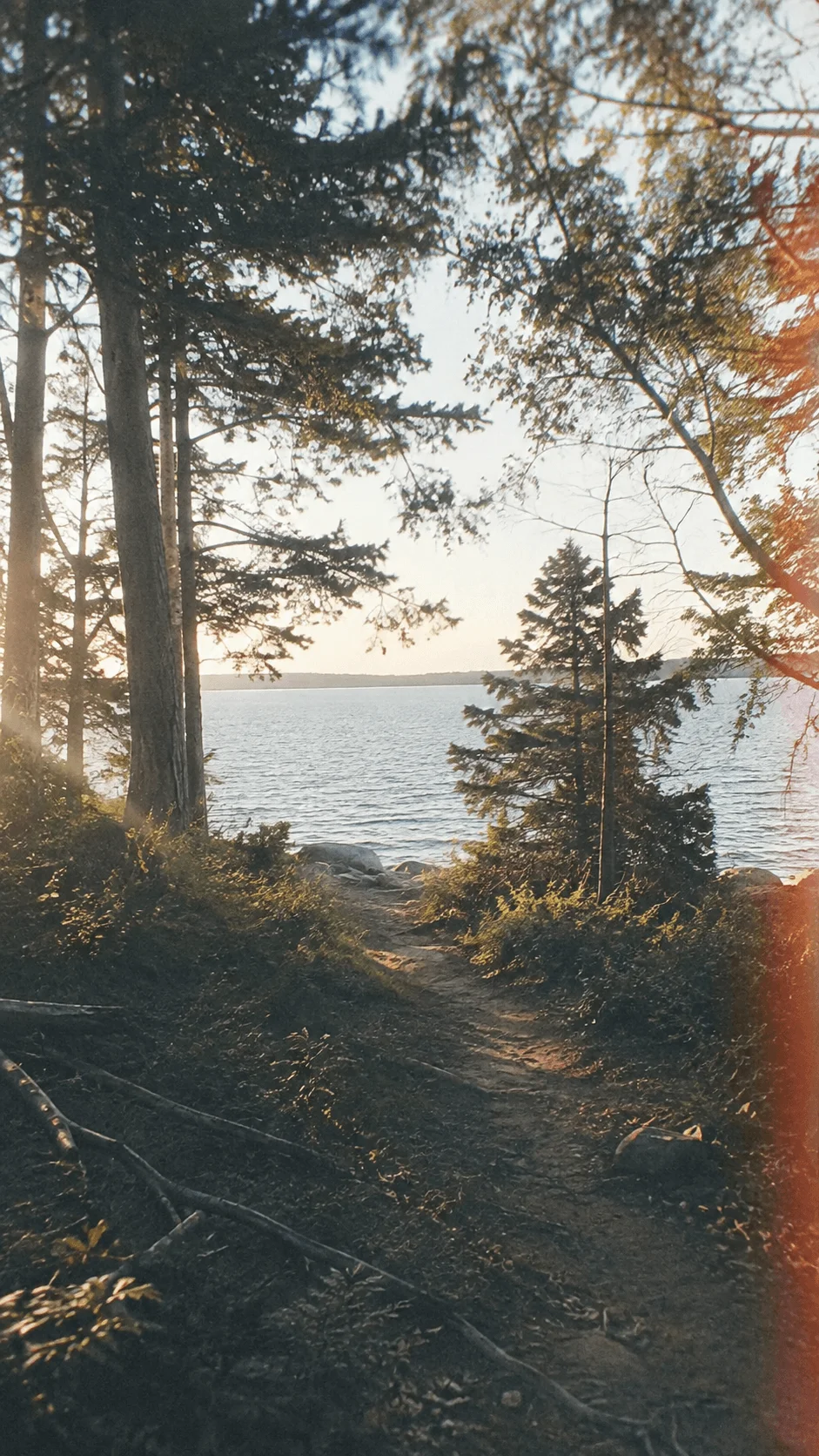 Film aesthetic nature photography showing a forest pathway leading to a calm lake with tall trees warm sunlight and a vintage outdoor atmosphere