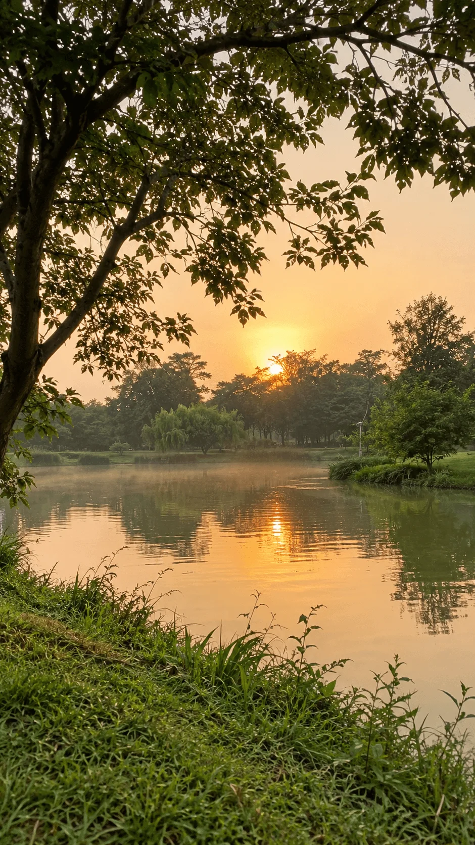 Golden sunset over a peaceful lake surrounded by lush trees and greenery with reflections on the water