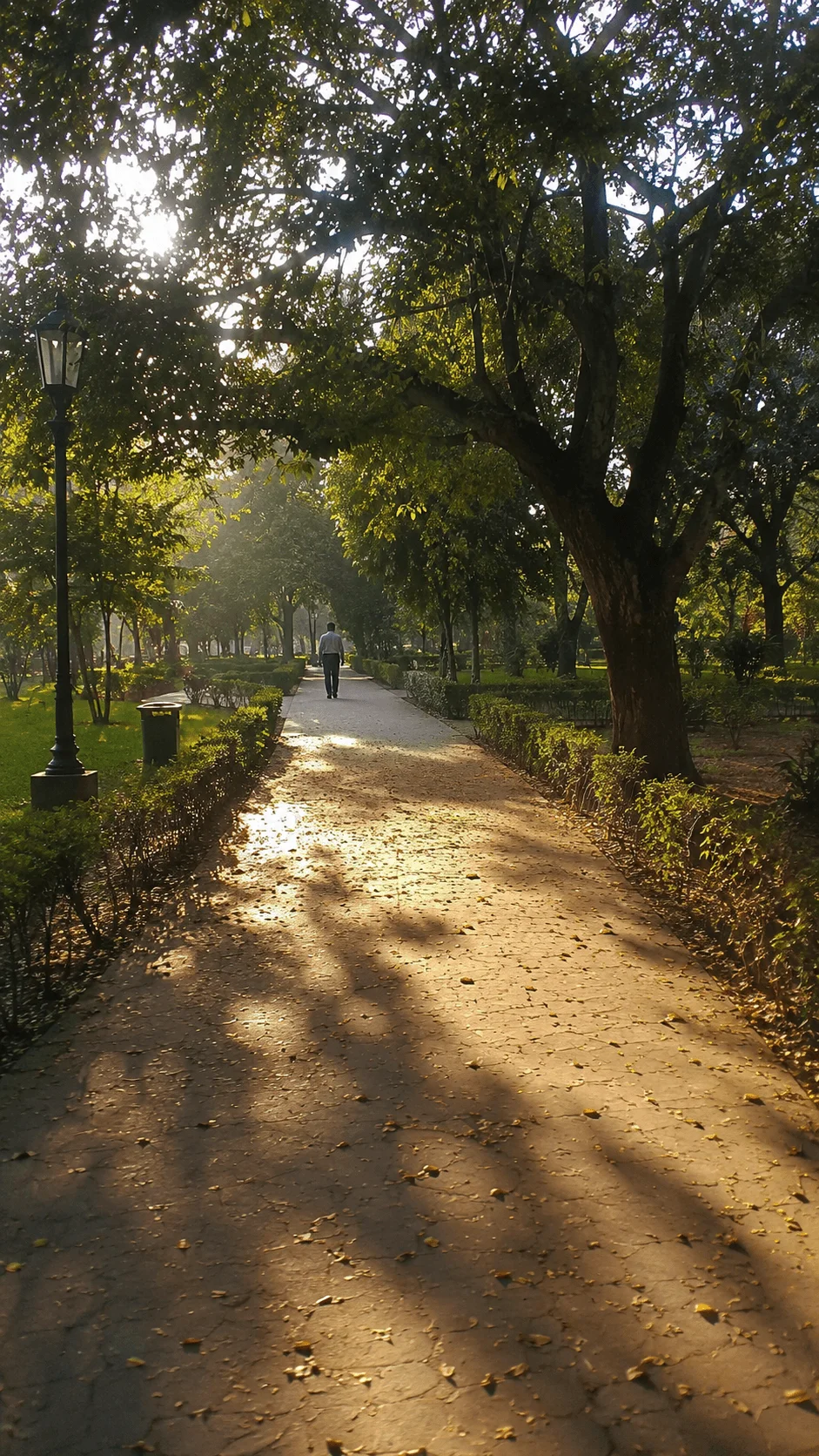 Local nature and nearby storytelling photography featuring a tree lined park path, lush greenery, warm sunlight and a person walking in the distance