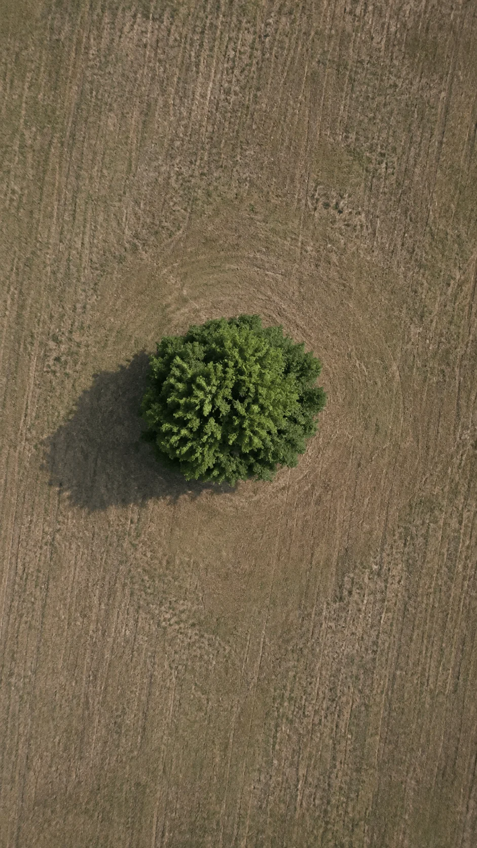 Aerial view of a lone lush green tree standing in the center of a vast dry brown field, creating a stark minimalist contrast between nature and barren land.