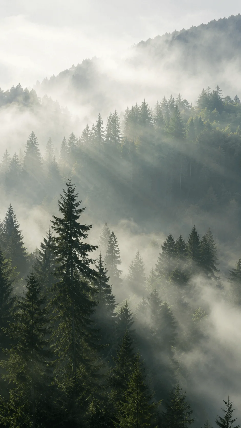 Misty evergreen forest with soft morning fog and sunlight filtering through pine trees on a peaceful mountain landscape