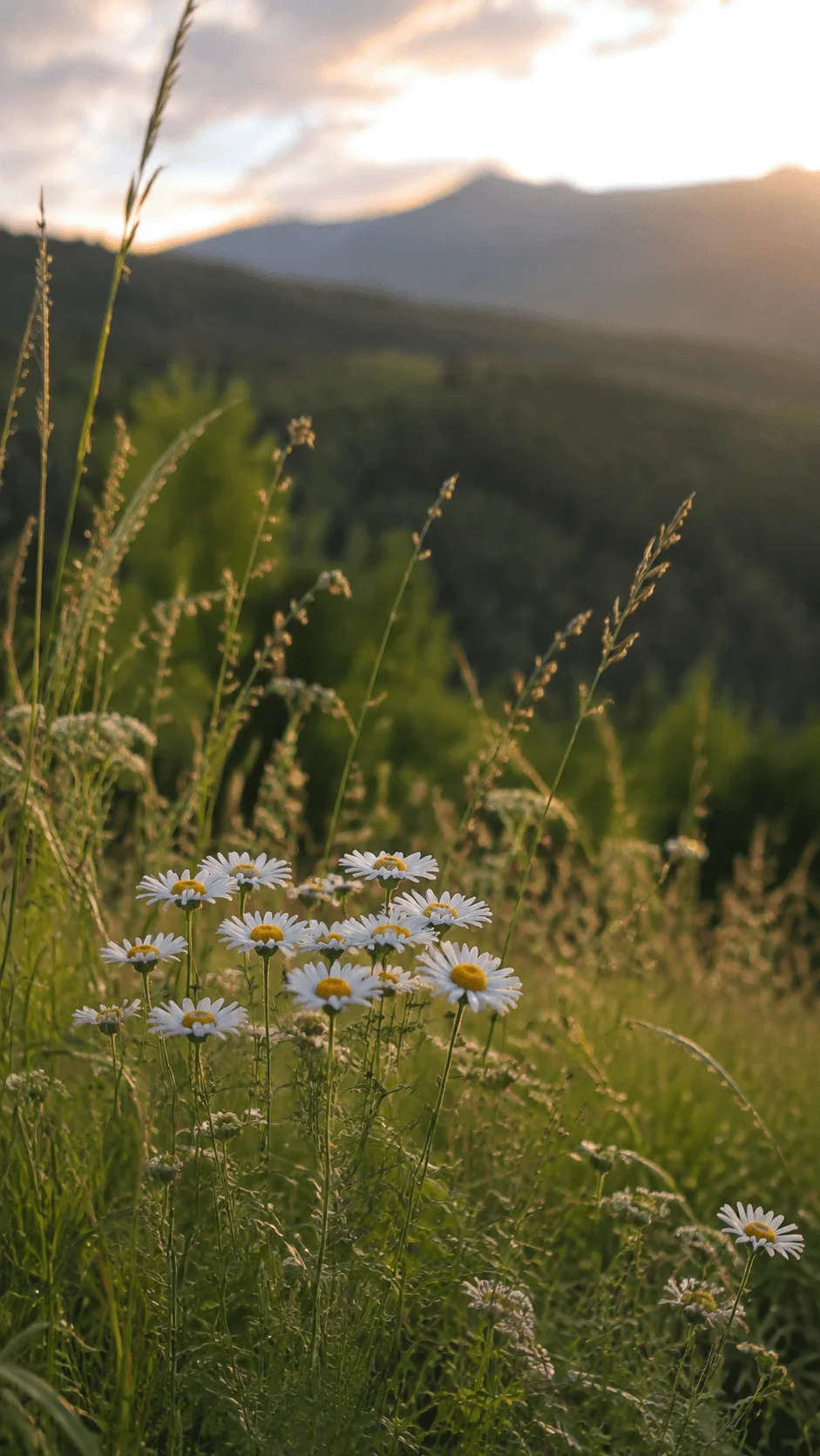 Native plant photography of white wildflowers growing in a meadow with green grass mountains and soft natural sunlight