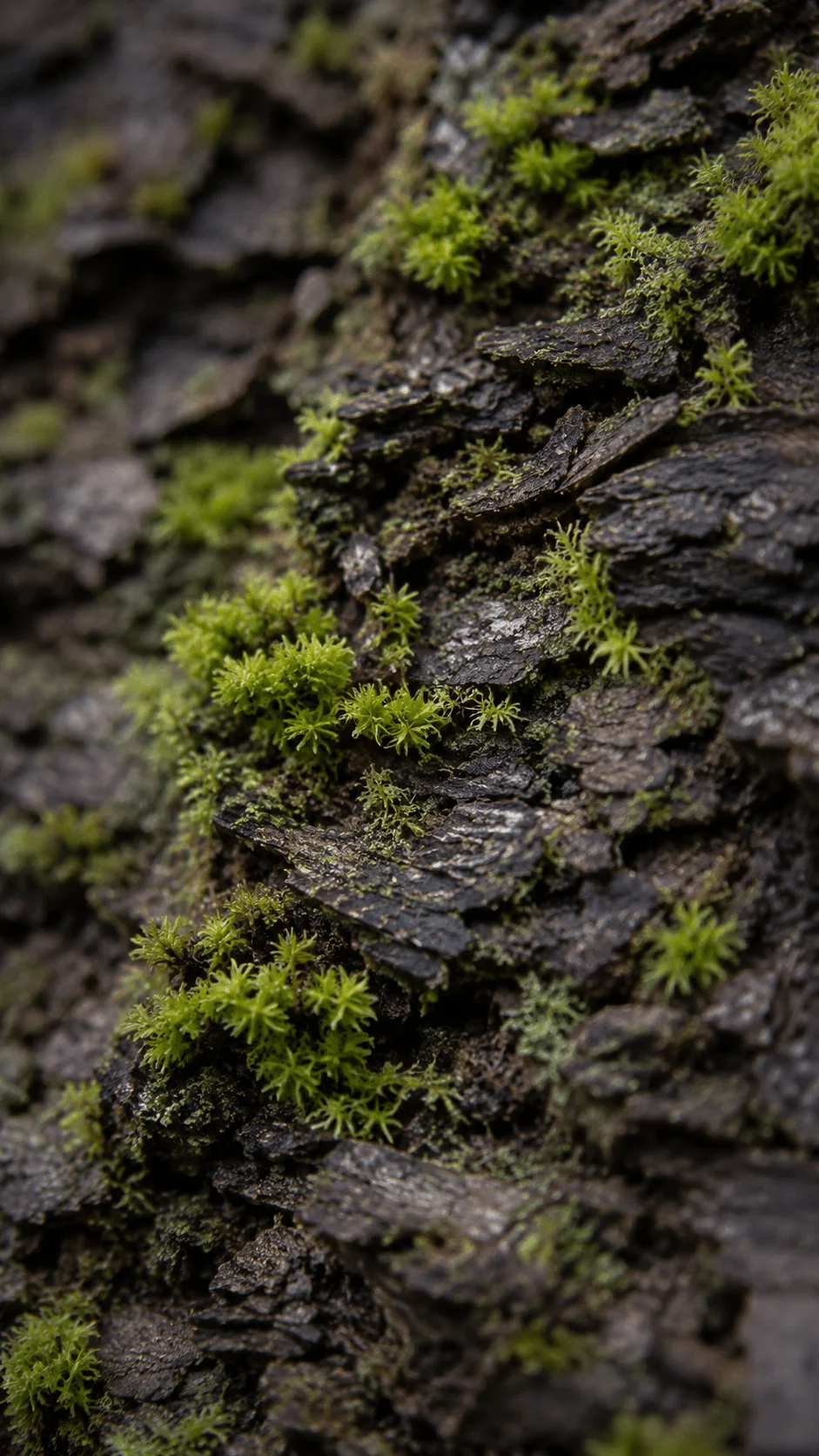 Nature texture and macro photography featuring vibrant green moss growing across layered dark rocks with shallow depth of field