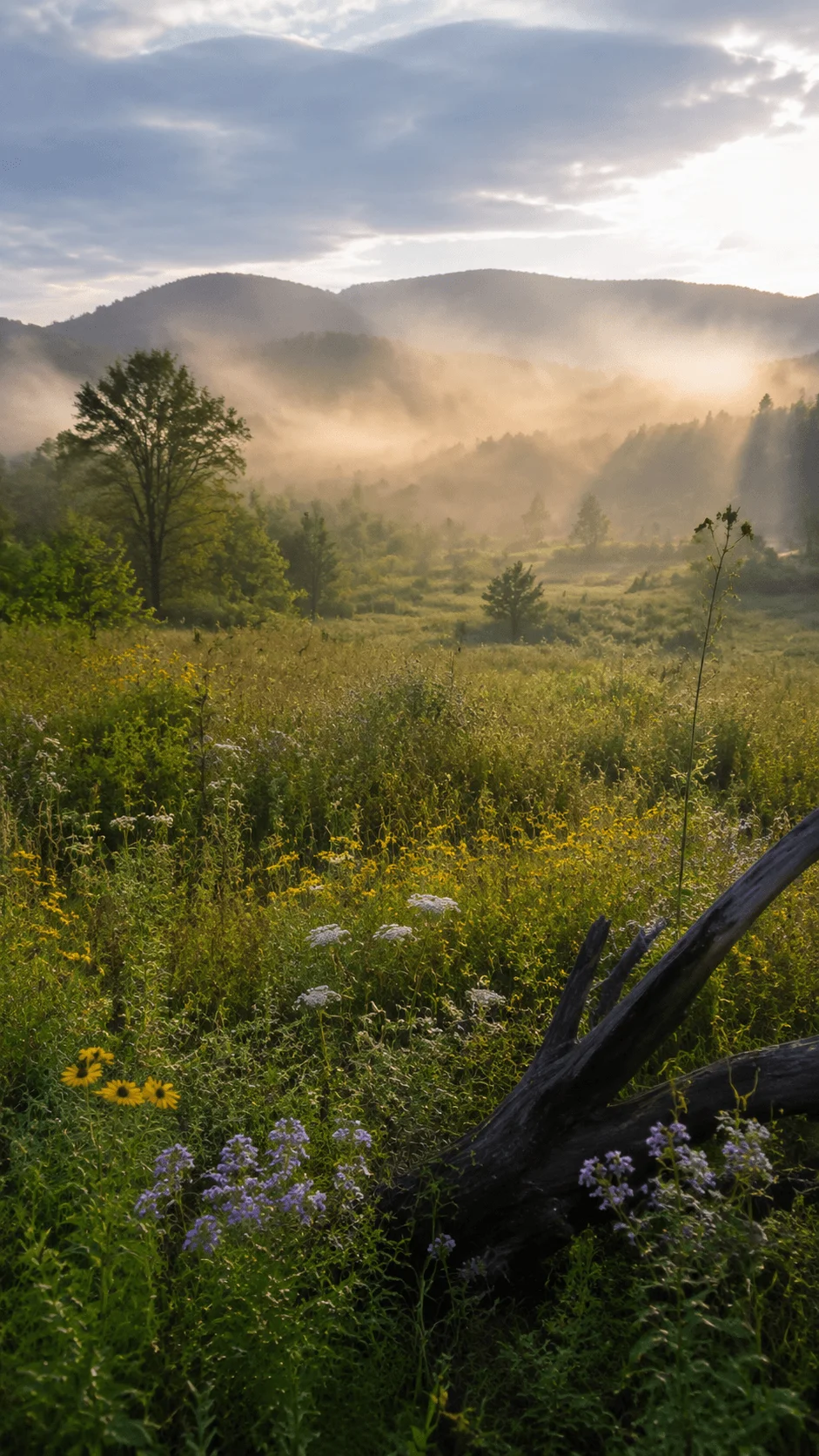 Rewilding photography of an untouched meadow landscape with wildflowers trees misty mountains and soft morning sunlight