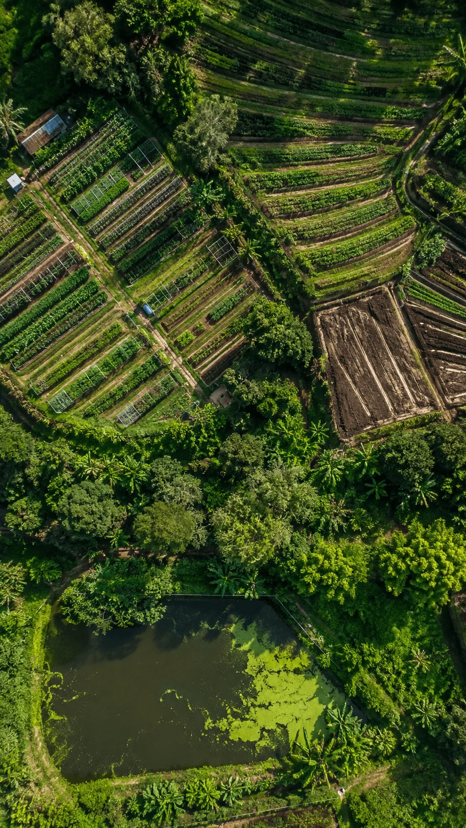 Aerial view of a lush sustainable farm with organized vegetable plots, terraced fields, dense tropical vegetation, and a small pond covered with aquatic plants.