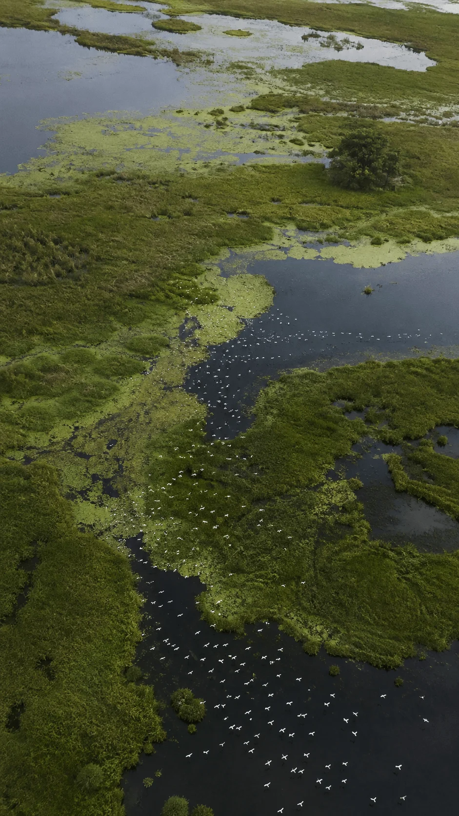 Aerial view of a wetland habitat with winding dark waterways, lush green vegetation, floating aquatic plants, and a flock of white birds gathering over the water.